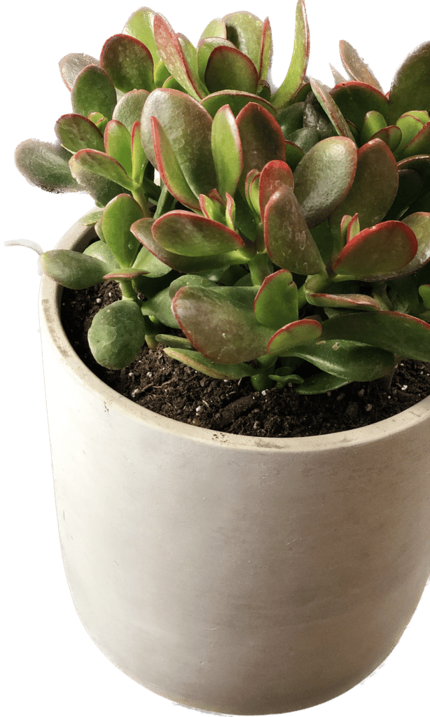 Jade plant in grey pot.