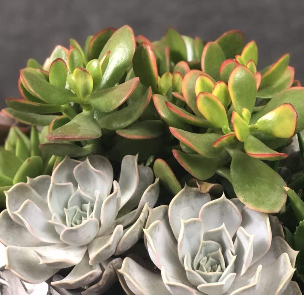 Jade plant planted next to Echeveria succulents.