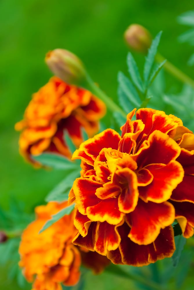 Marigolds arelong-blooming