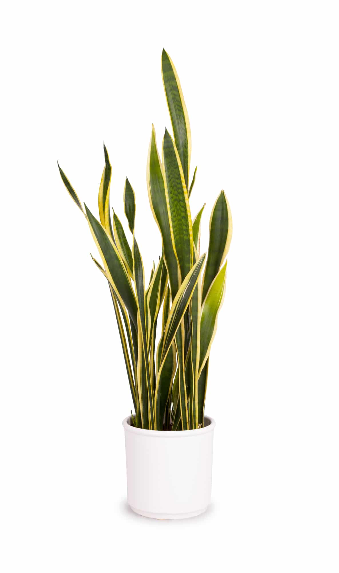 Snake plants care