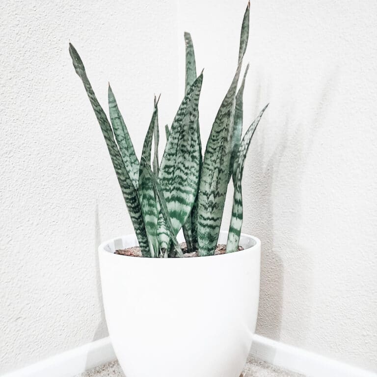 Learn how to water succulents with these simple tips!