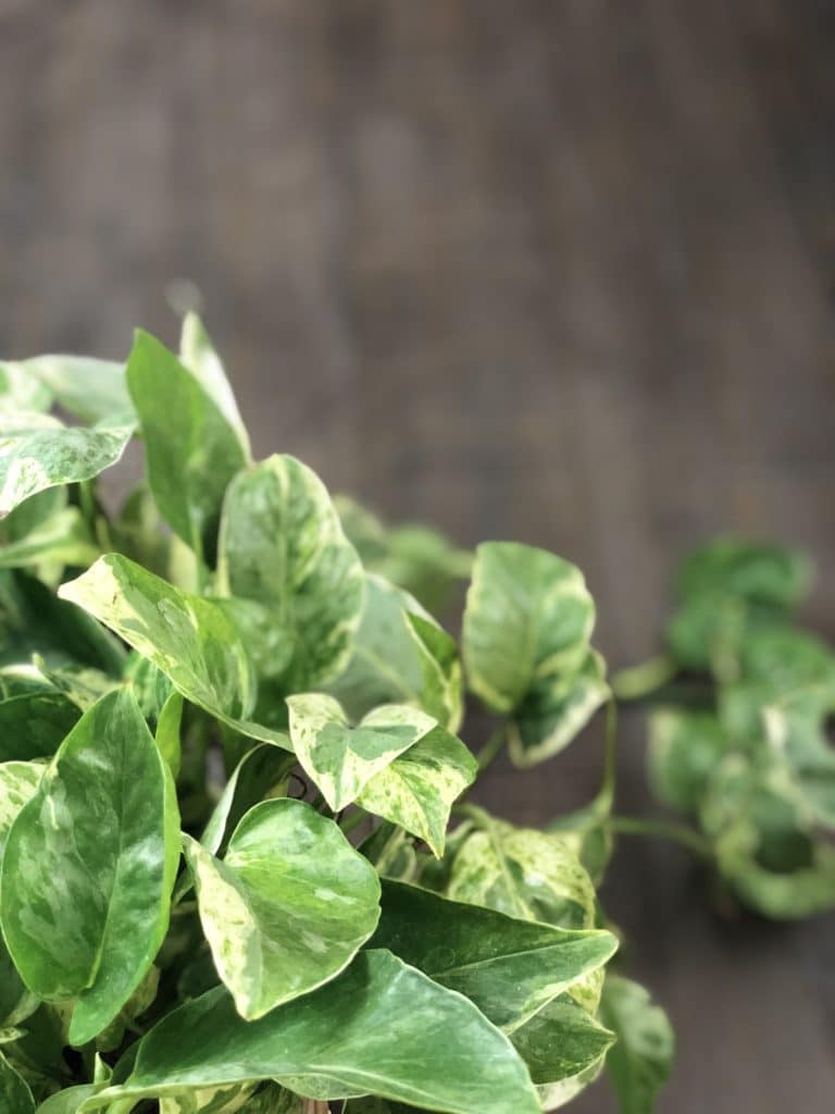 Pothos vines and leaves