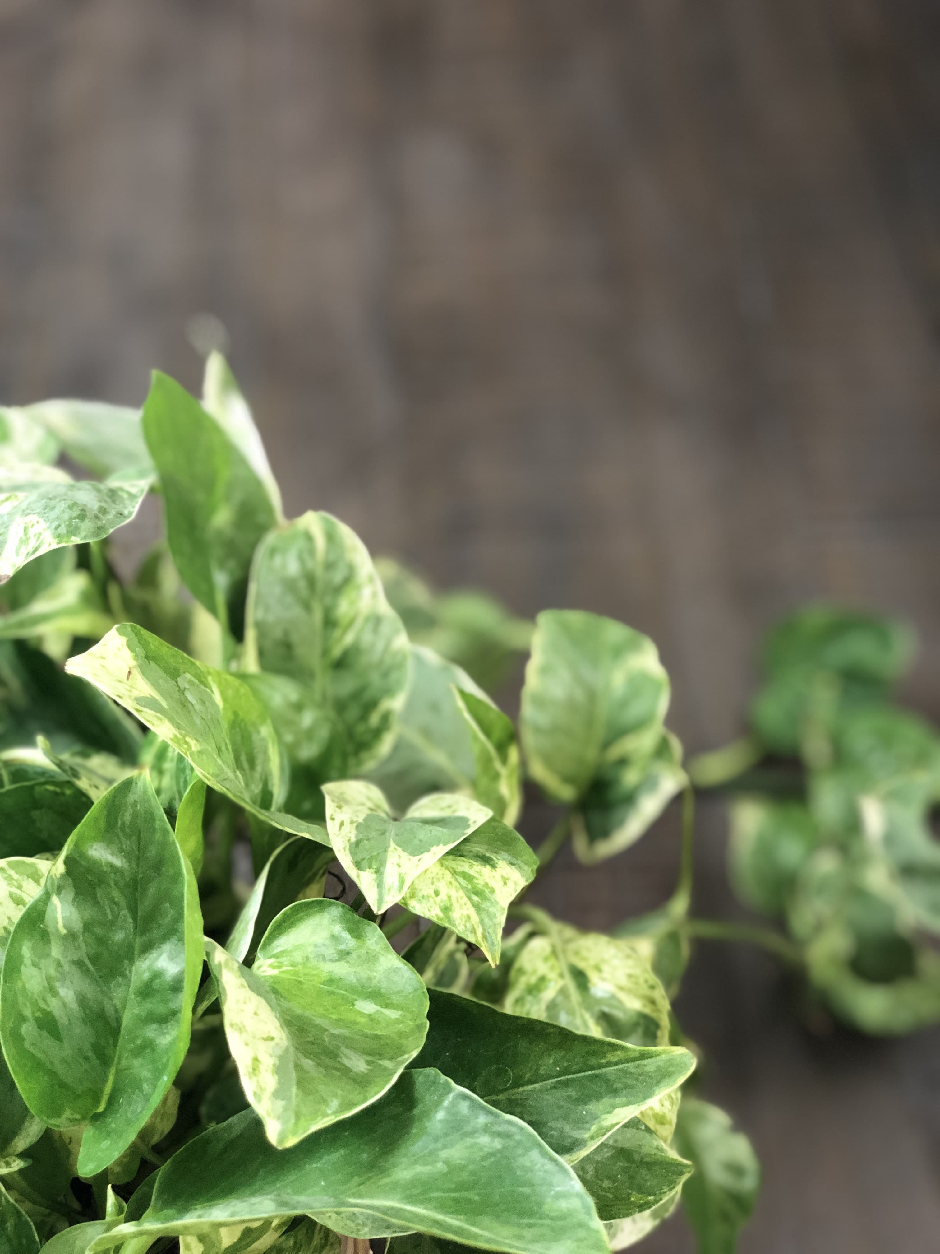 How to Care for a Pothos Plant: The Perfect Houseplant for Beginners