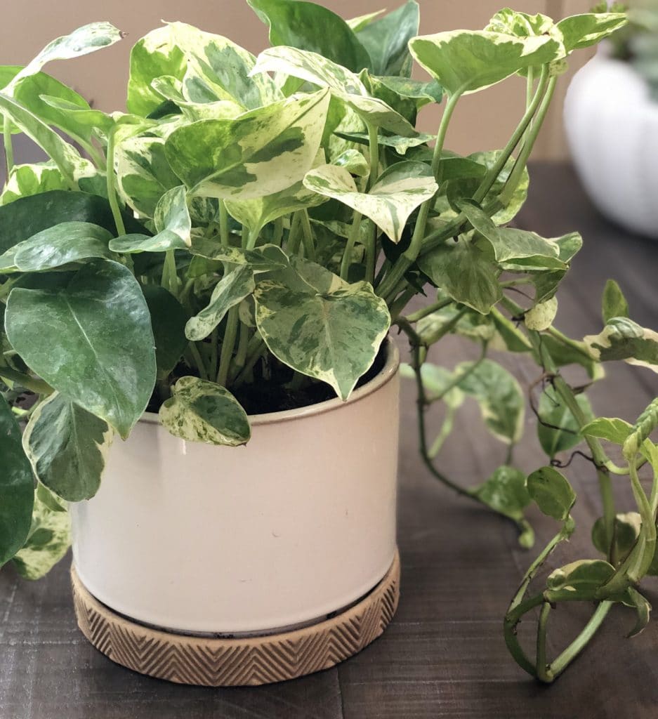 10 Low Light Indoor Plants The Can Thrive In Your Home And Office   IMG 2656 1 937x1024 