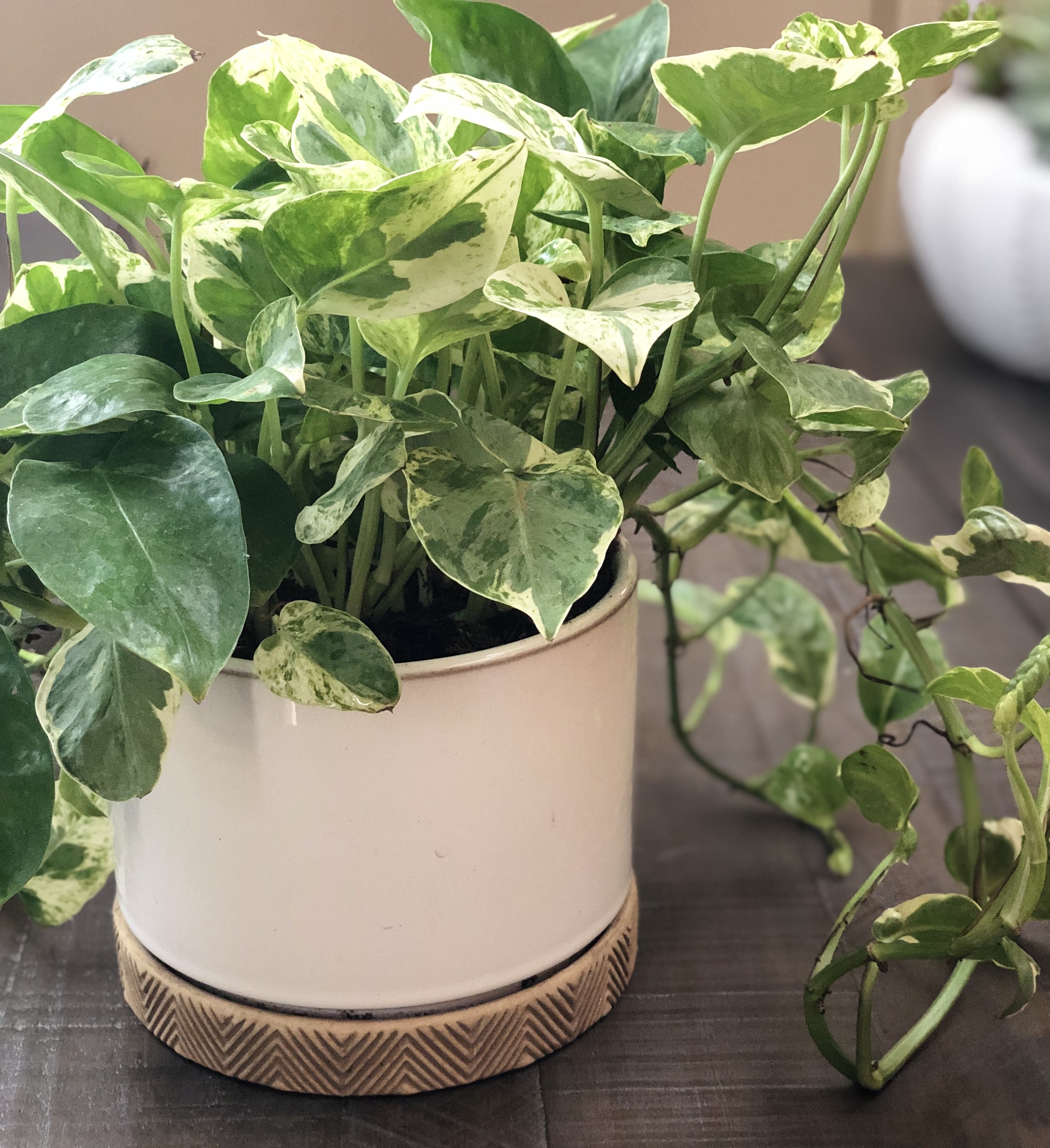 Houseplants For Low Light Office Shelly Lighting