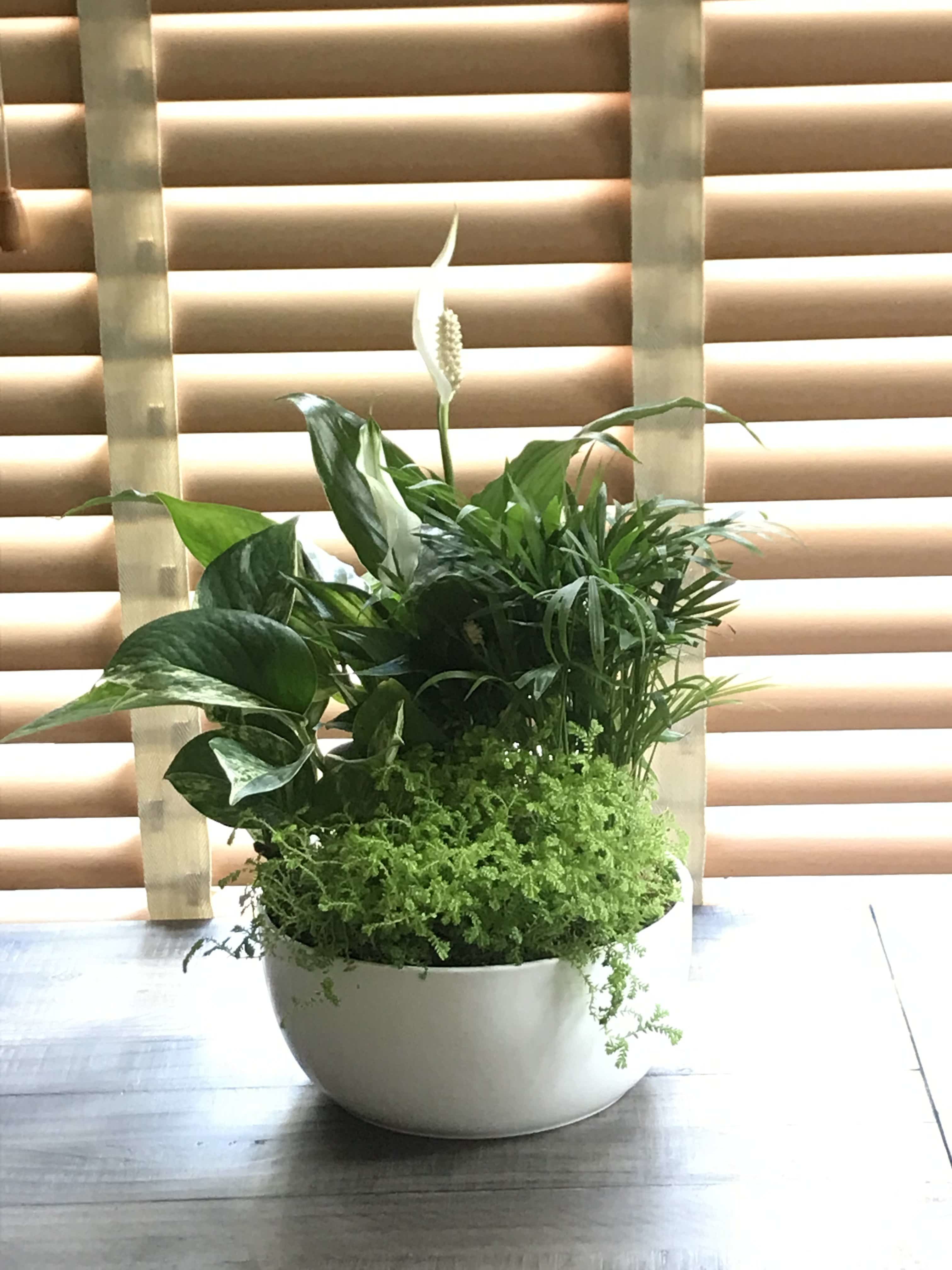 Peace Lily makes an excellent low-light houseplant!