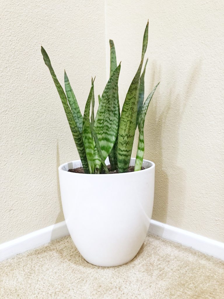 An indoor snake plant planted in a white pot and positioned in a hallway out of direct sunlight.