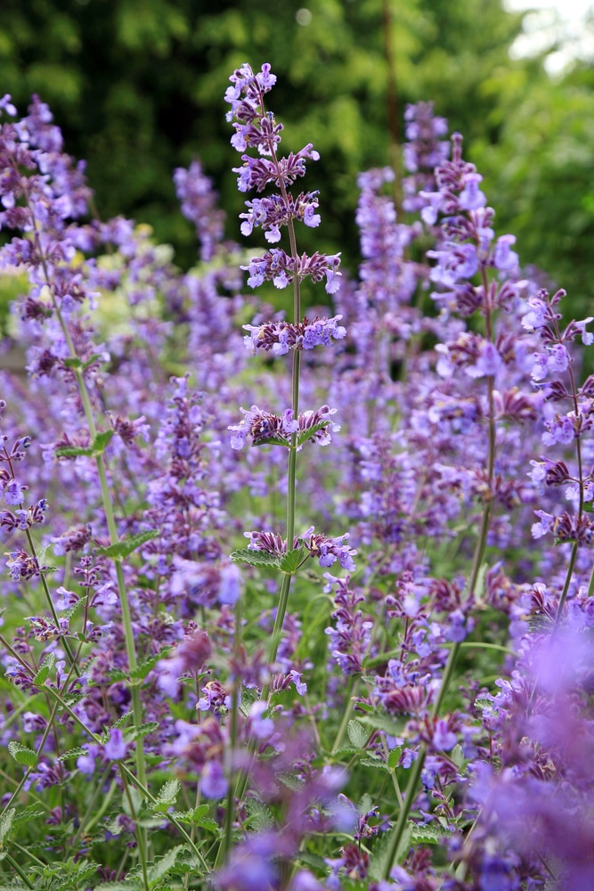 Catmint plant. Small purple flowers growing upright on thin green stems. Growing in the garden.
