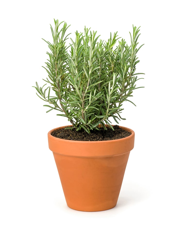 Rosemary herb plant planted in a terracotta pot.