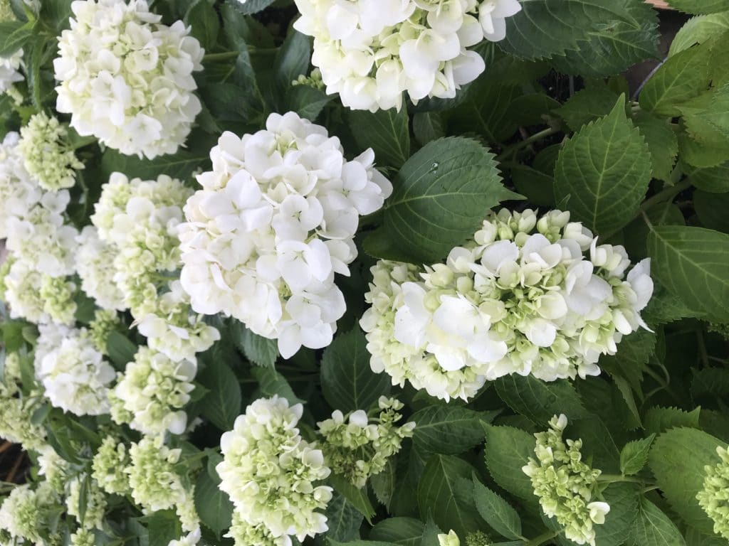 Large white hydrangeas growing on green foliage