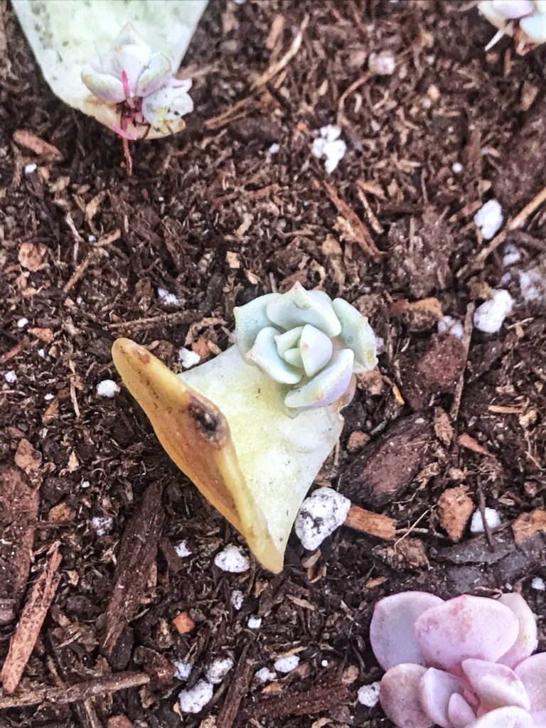 DIY Succulents Soil perfect for propagating succulents like this Echeveria Lola