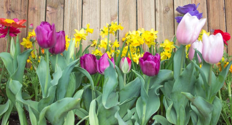 These bulbs should be planted in the Fall for Spring bloom!