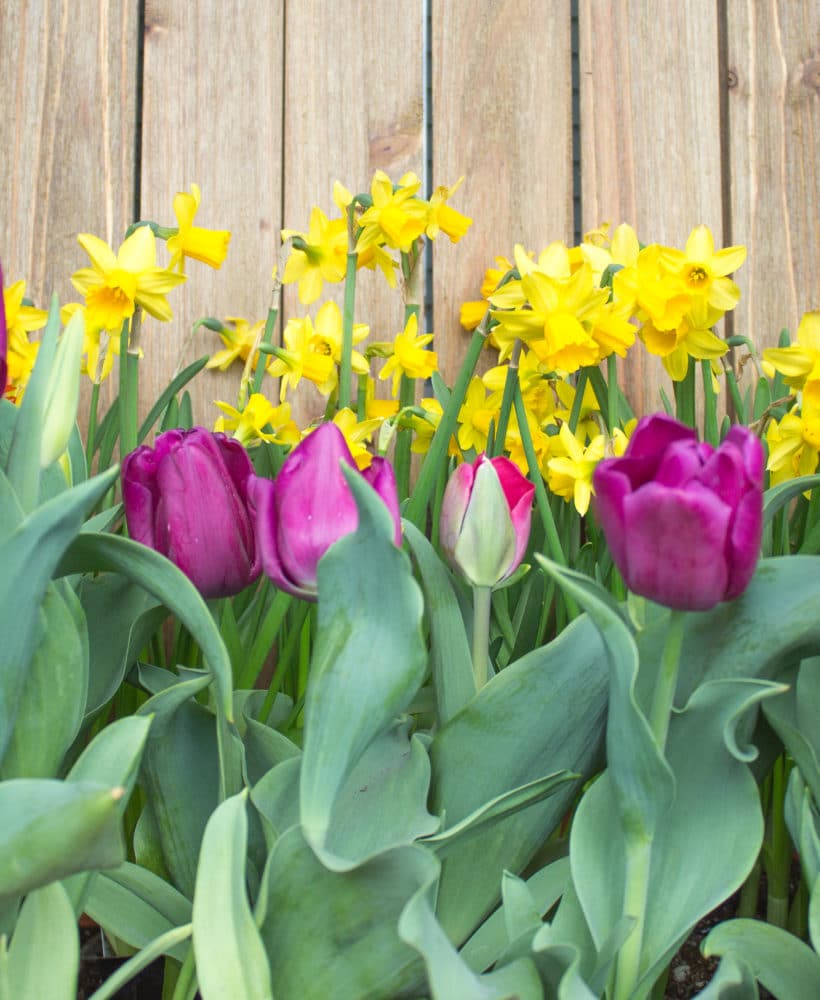 These bulbs should be planted in the Fall for Spring bloom!