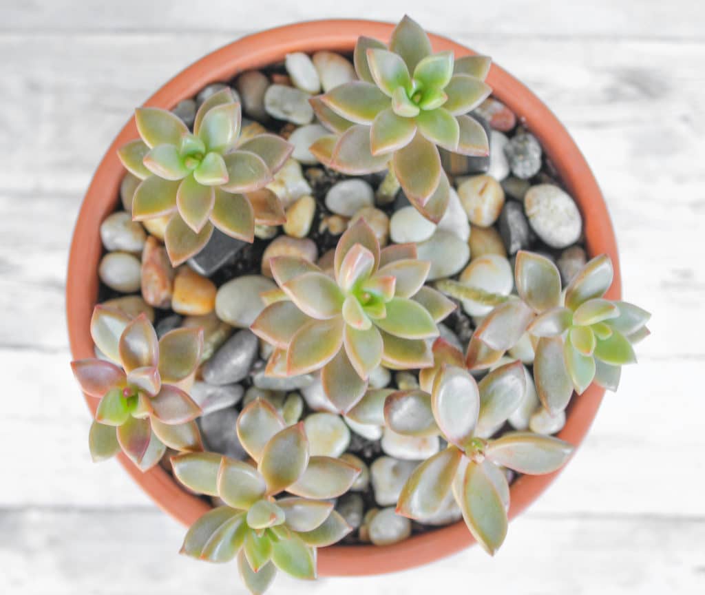 Learn how to water succulents with these simple tips!