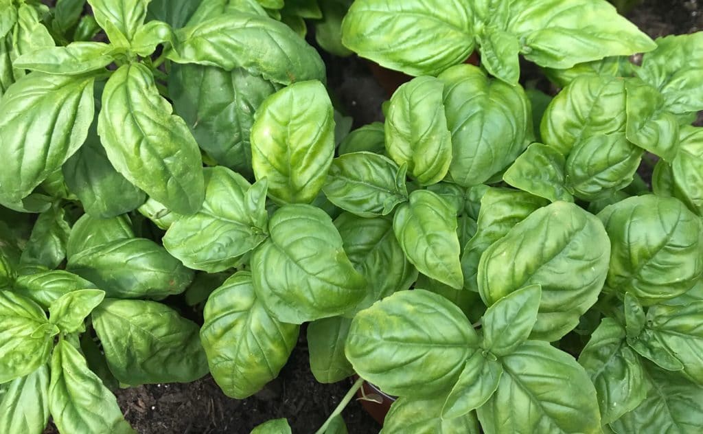 Basil is a super-easy herb to grow in your garden!