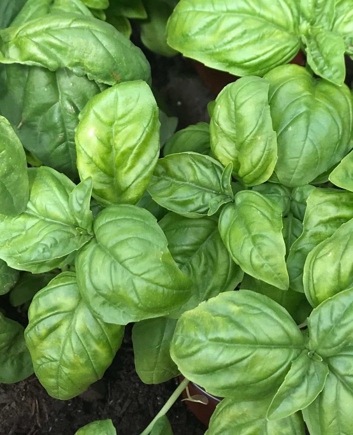 Basil is a super-easy herb to grow in your garden!