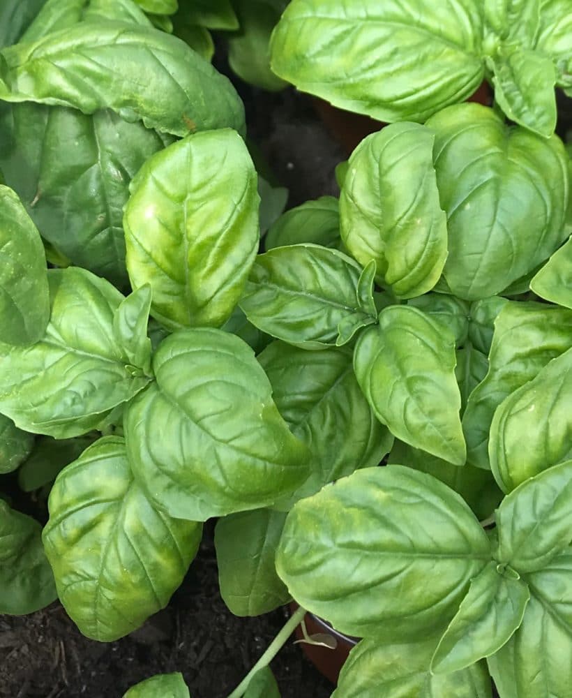 Basil is a super-easy herb to grow in your garden!