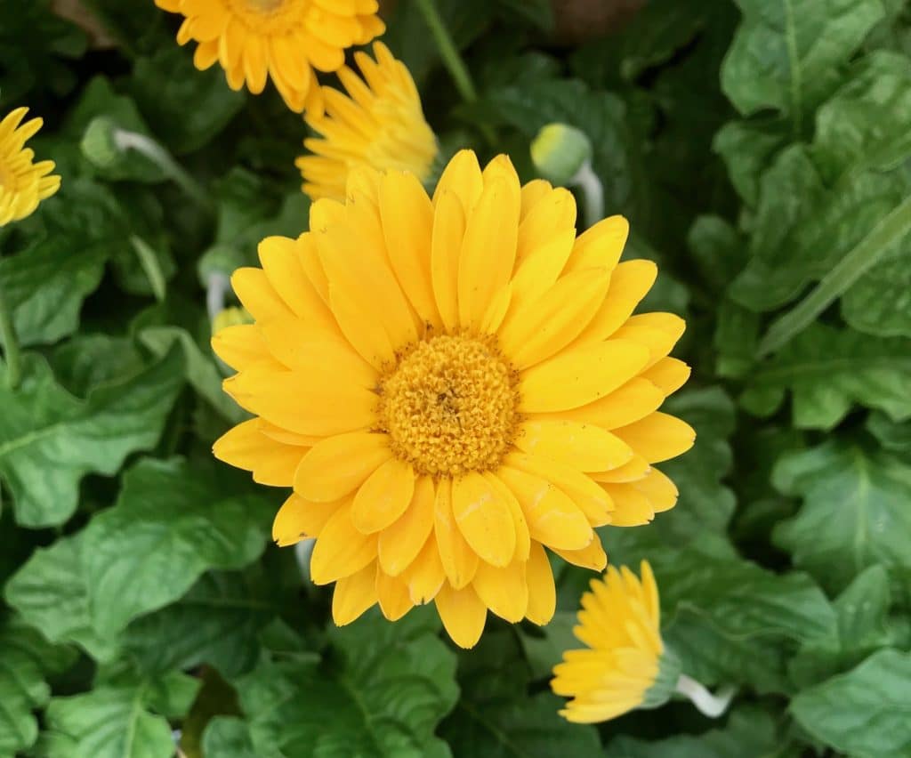 15 Full-Sun Perennials for Your Garden - Natalie Linda