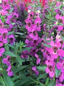 Angelonia flowers are beautiful annuals that can bloom all Summer!
