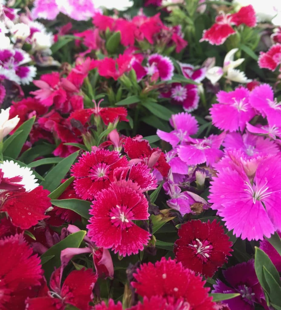 Dianthus makes the prettiest addition to your garden of full sun perennials!