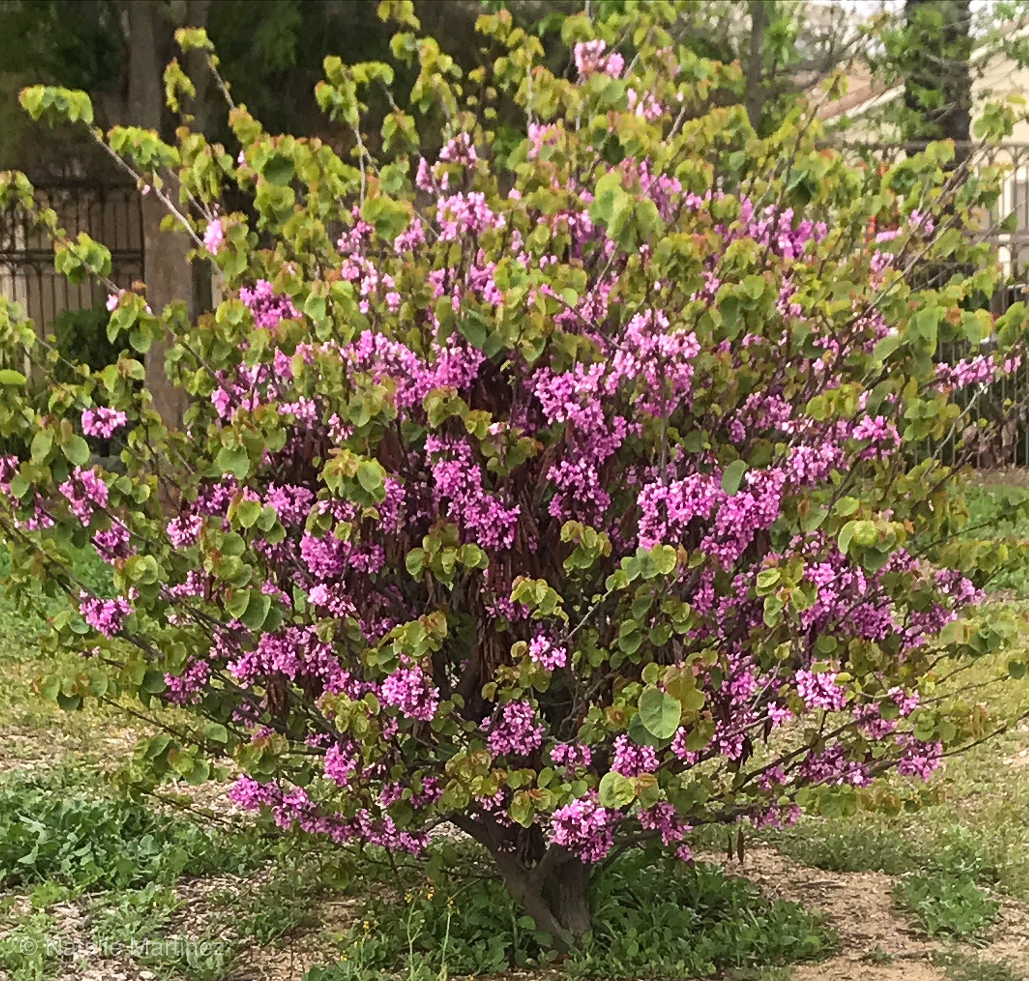 Image of Person using pruning shears to trim lilac bush