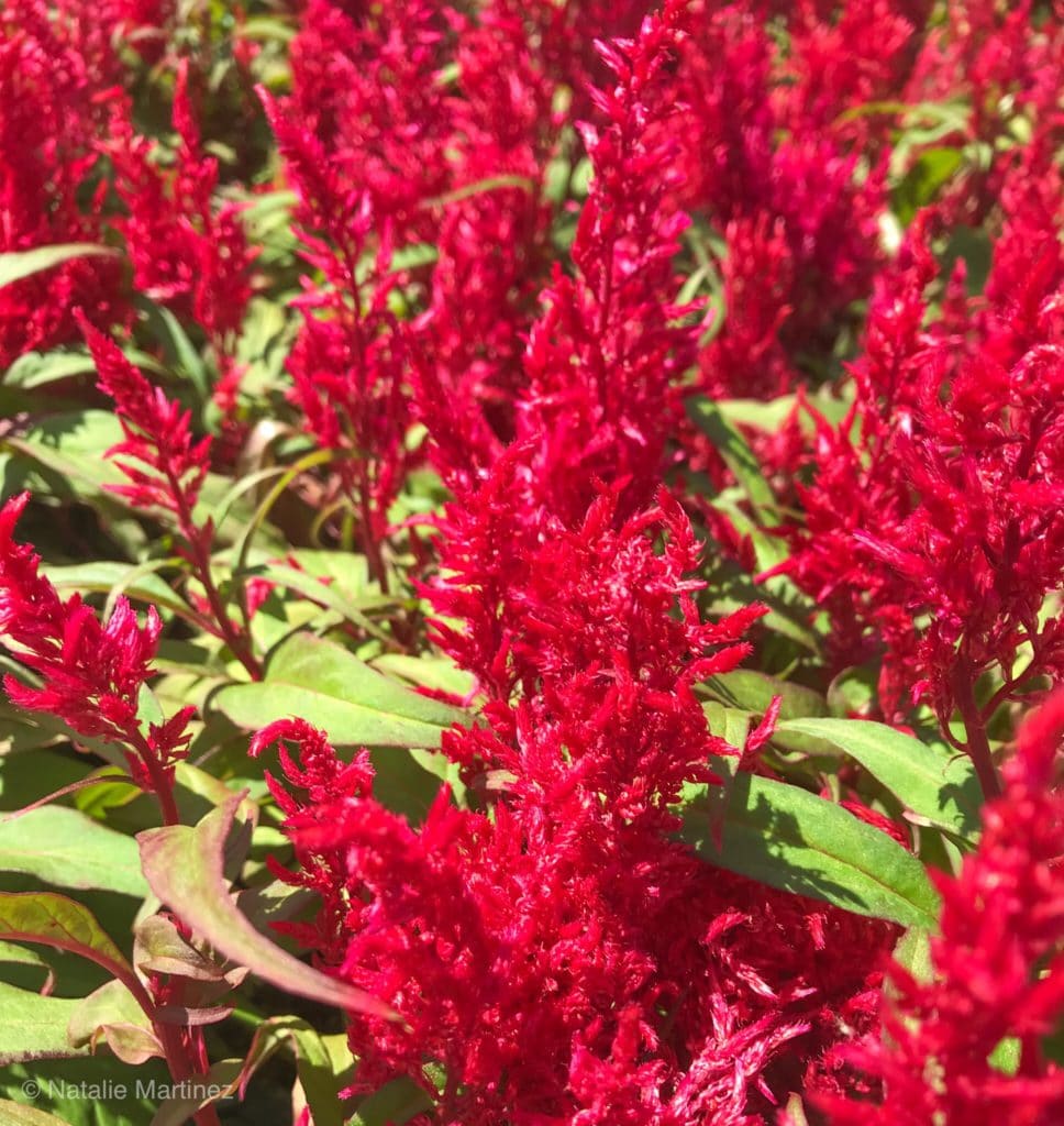 This celosia is an annual plant that blooms throughout the Summer to provide yards with texture and color.