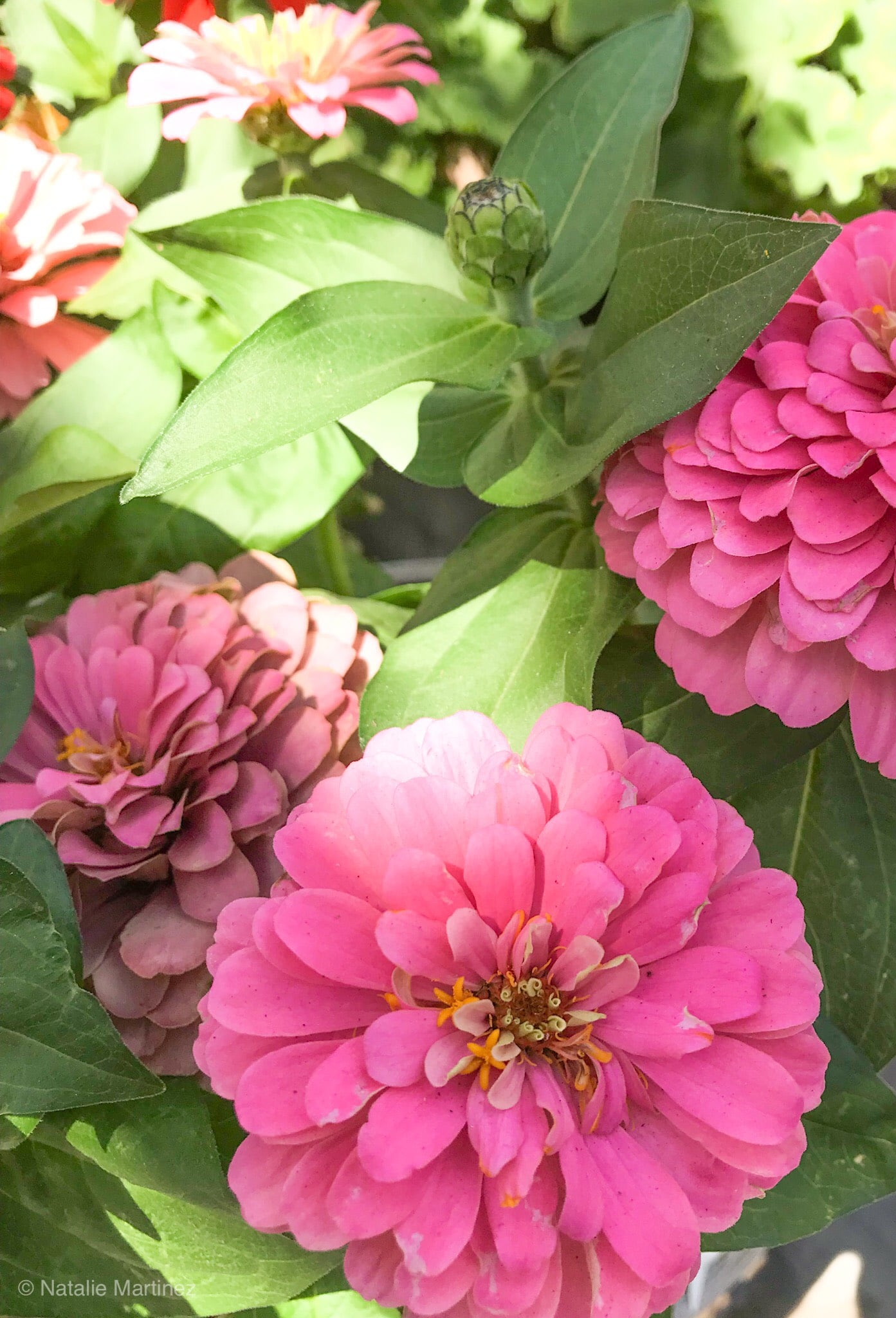 The Important Differences Between Annuals vs Perennials Learn Why ...