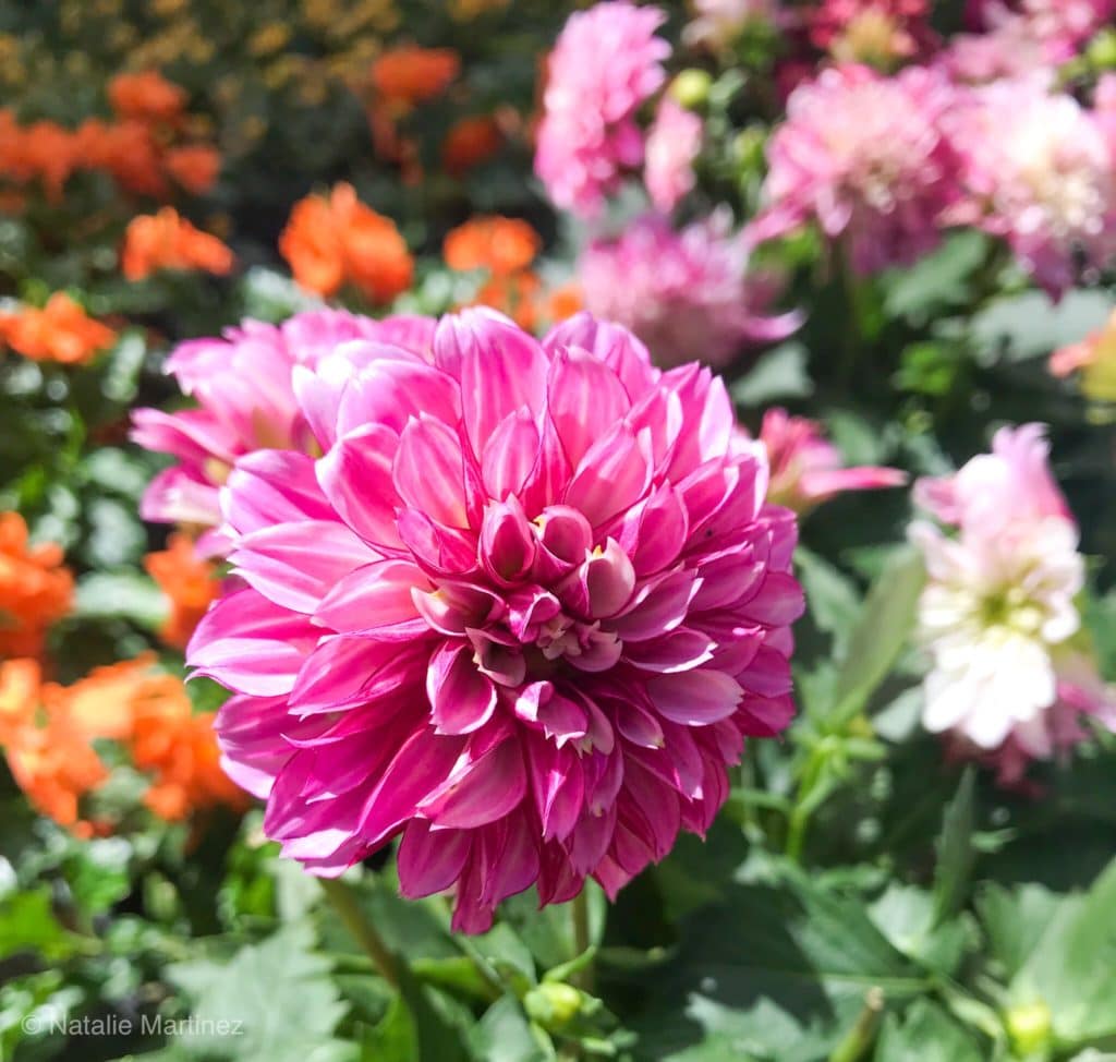 16 Annuals That Bloom All Summer Long Natalie Linda