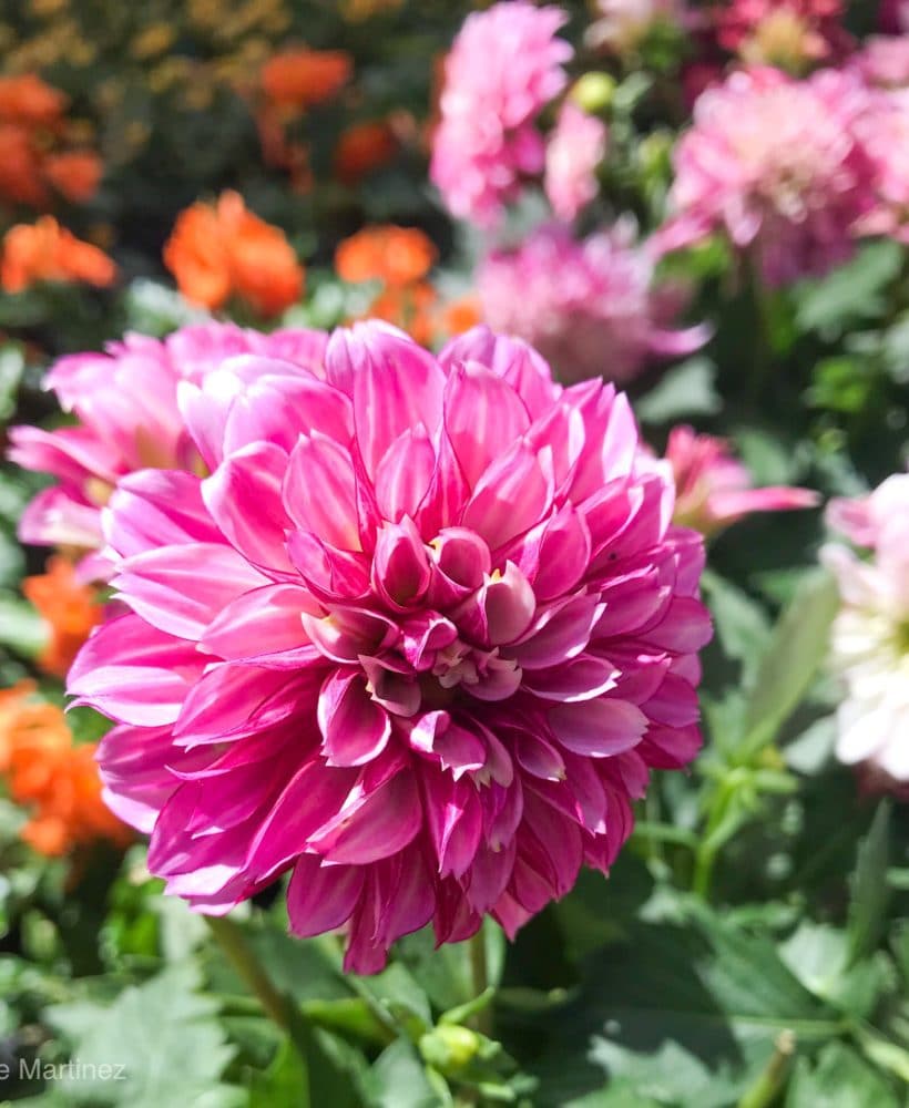 Dahlias are annuals that can bloom all Summer and into Fall.