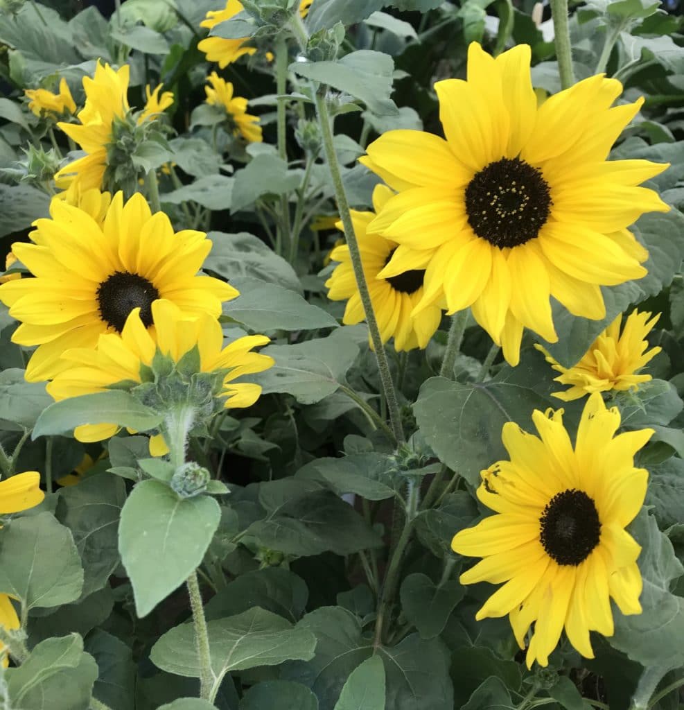 Sunflowers make beautiful Summer annuals!