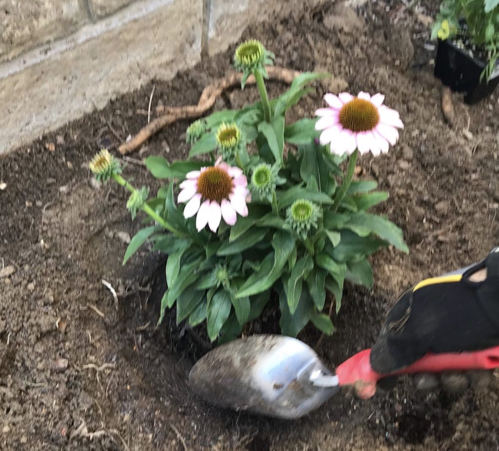 Planting Echinacea Coneflowers in the ground using a hand trowel.
