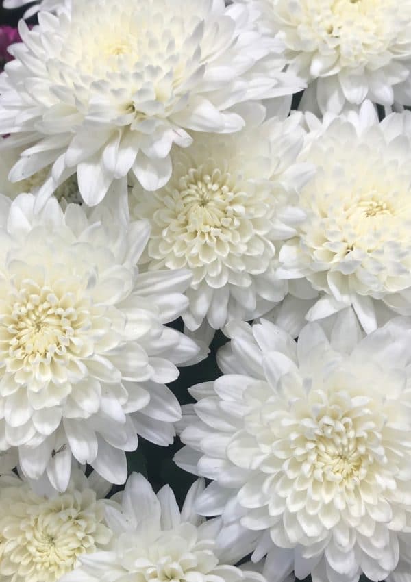 16 Annuals That Bloom ALL Summer Long Natalie Linda