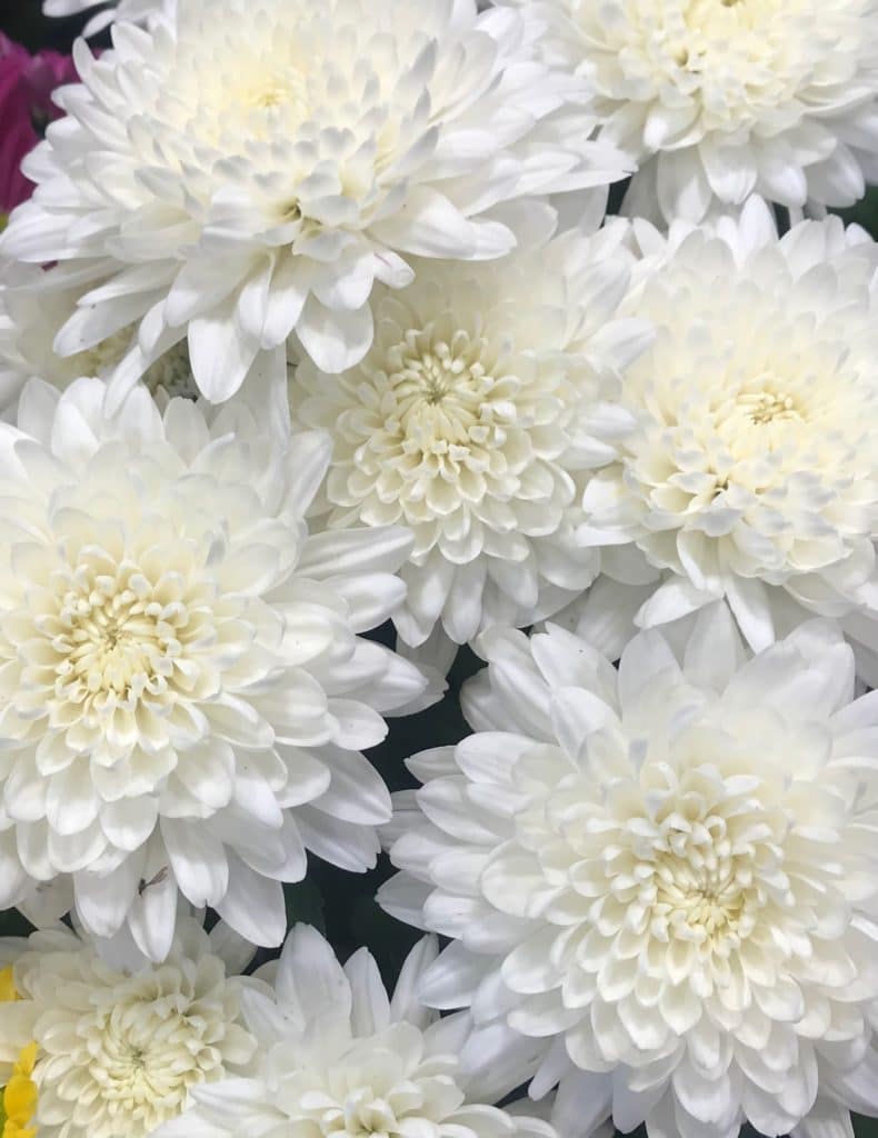 White chrysanthemum flowers in full bloom.