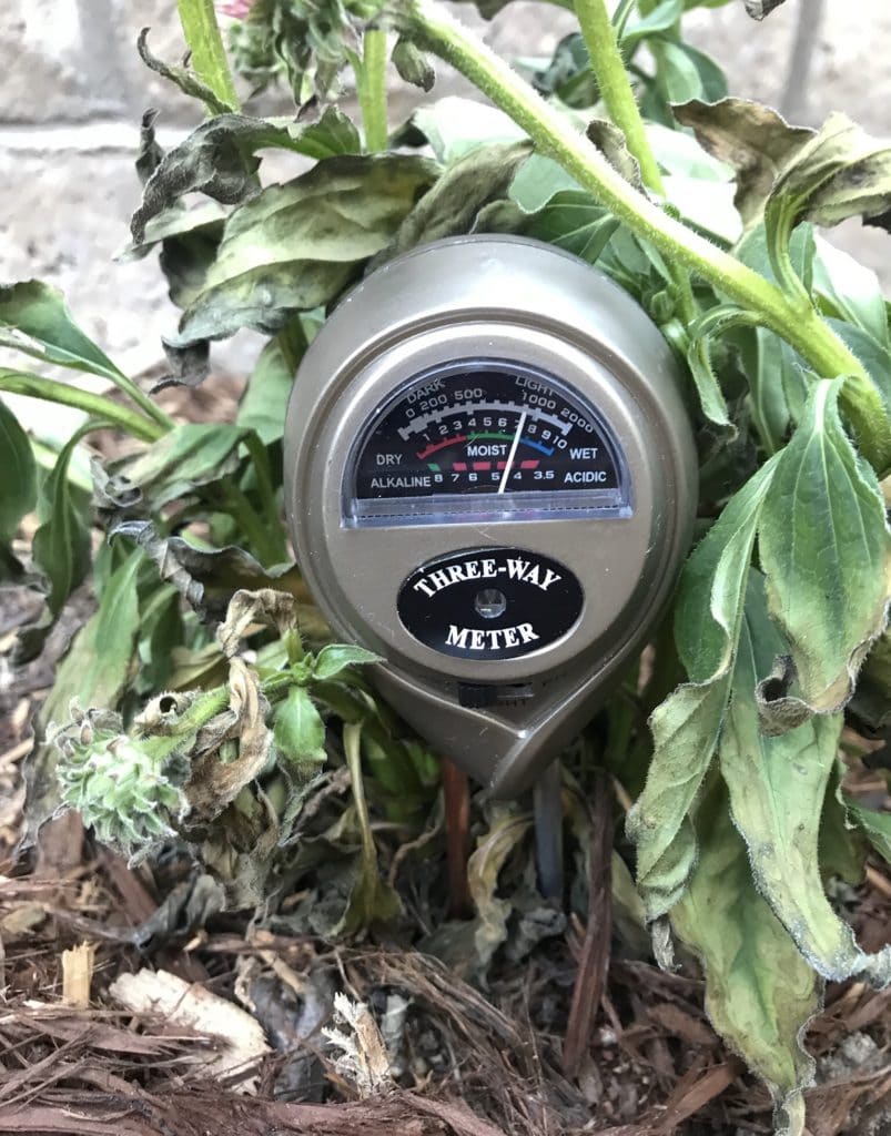 A soil ph meter measuring the moisture in the soil right at the planting spot of this Echinacea Coneflower.