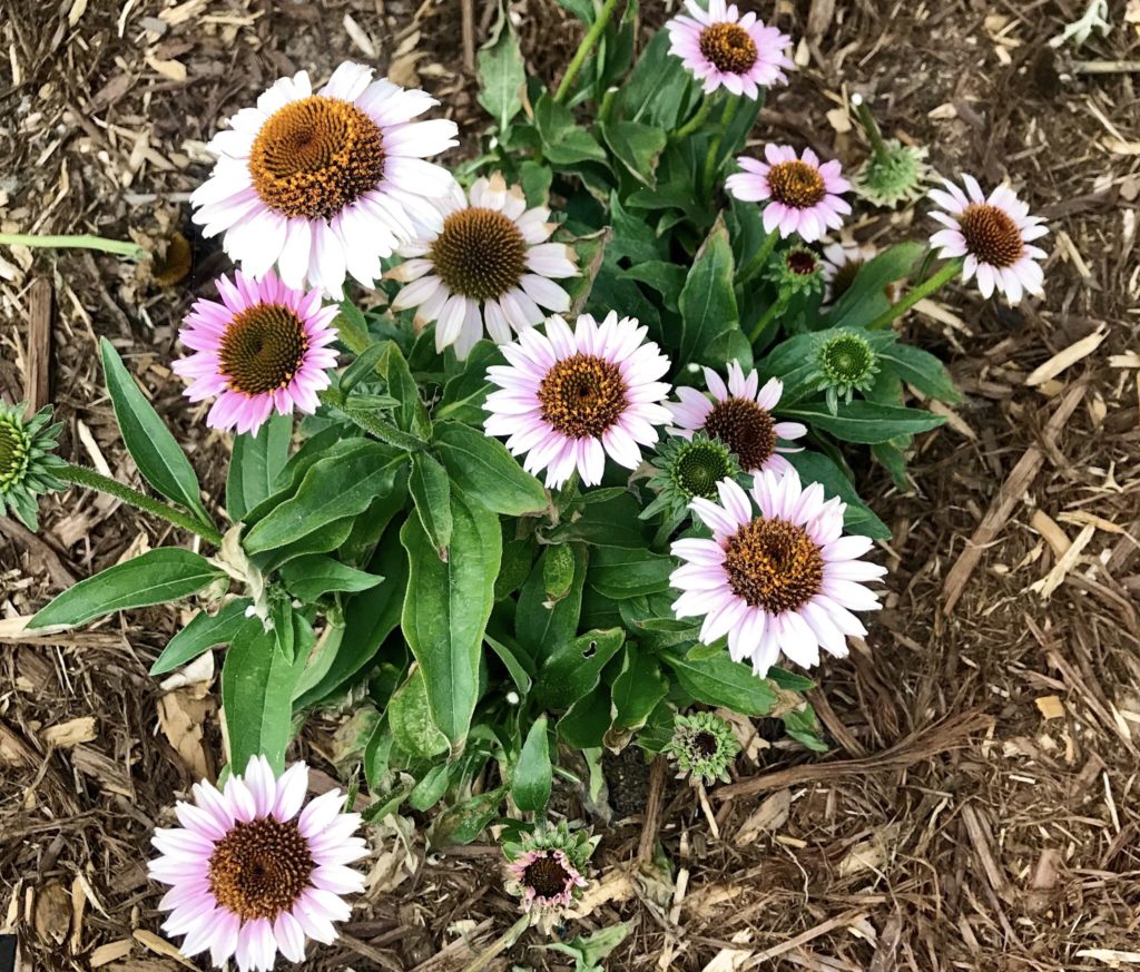 Echinacea Purple Coneflowers with dark centers. growing on large green leaves and stems planted in soil and mulch.