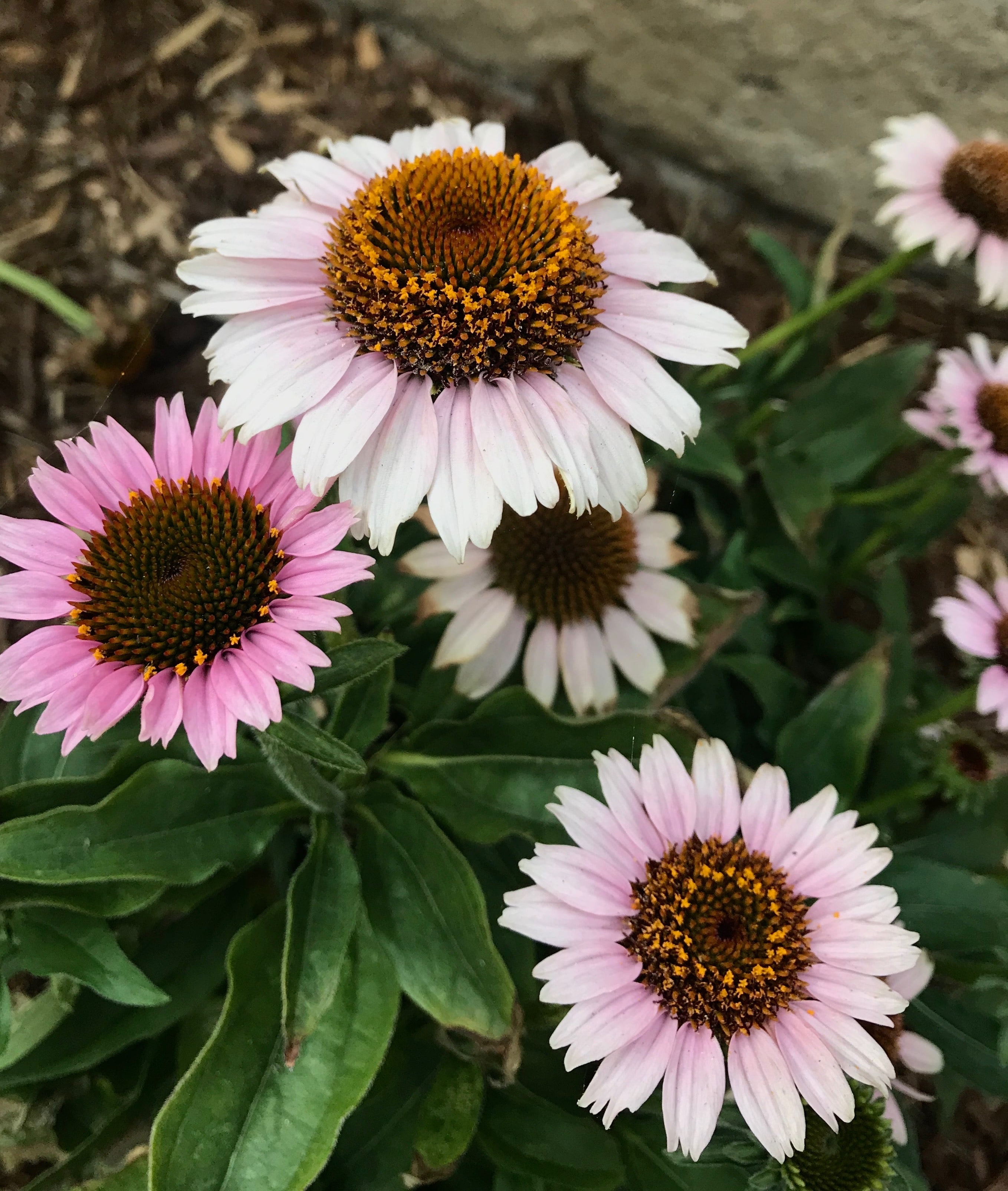 autumn fall blooming flowers