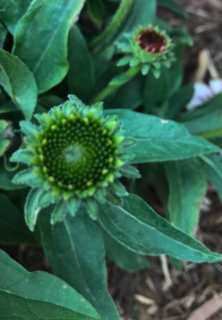 How to Grow Echinacea Coneflowers Natalie Linda