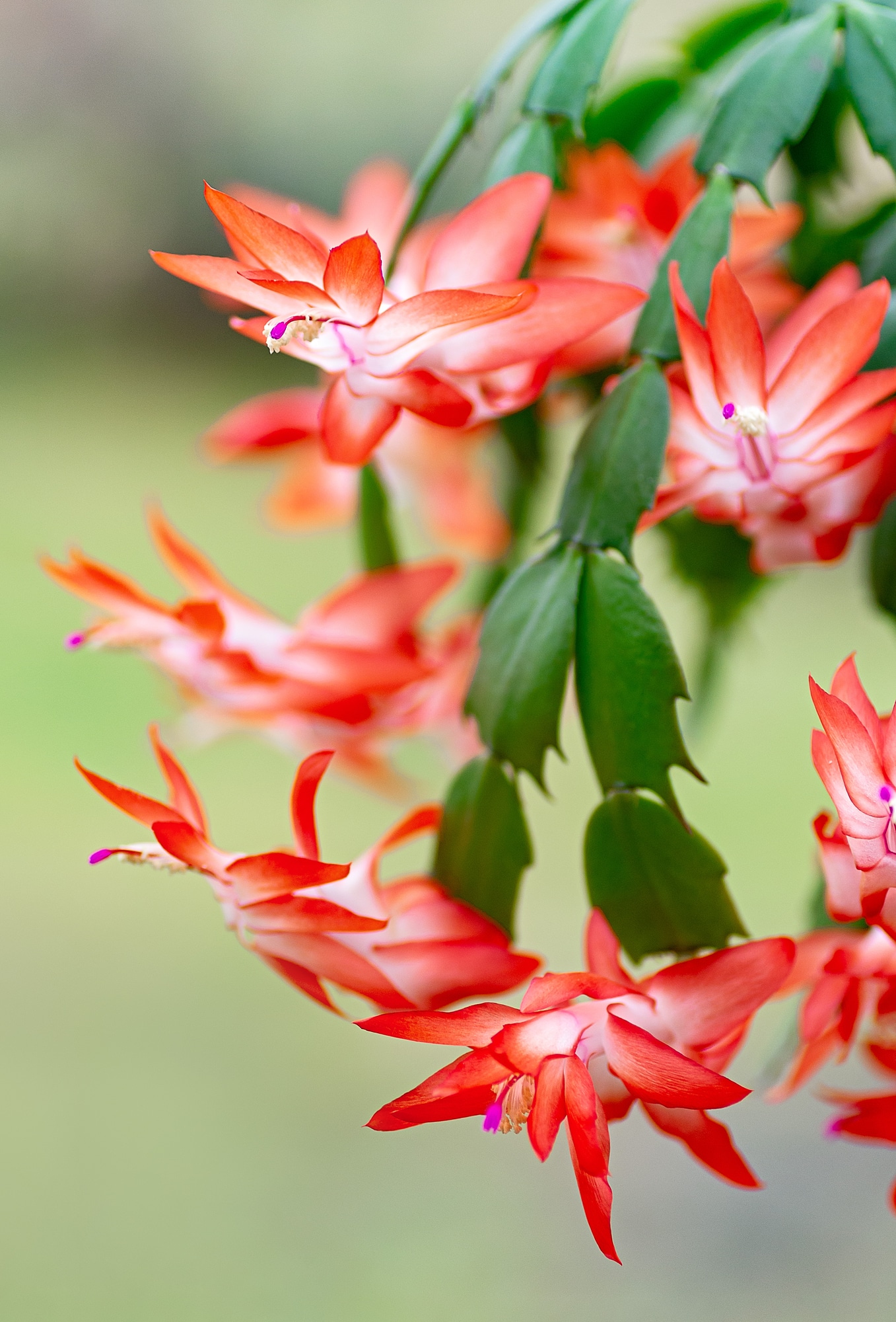 How To Care For Holiday Cactus Aka Christmas Thanksgiving And Easter 