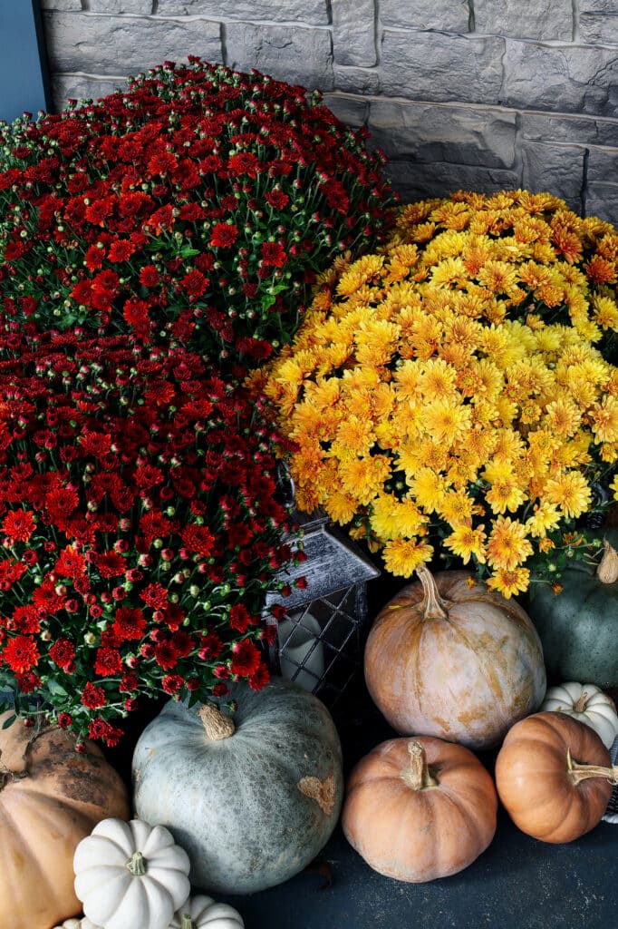Dark red and yellow potted mums sitting next to pastel-colored small pumpkins. Backdrop is light-stone.