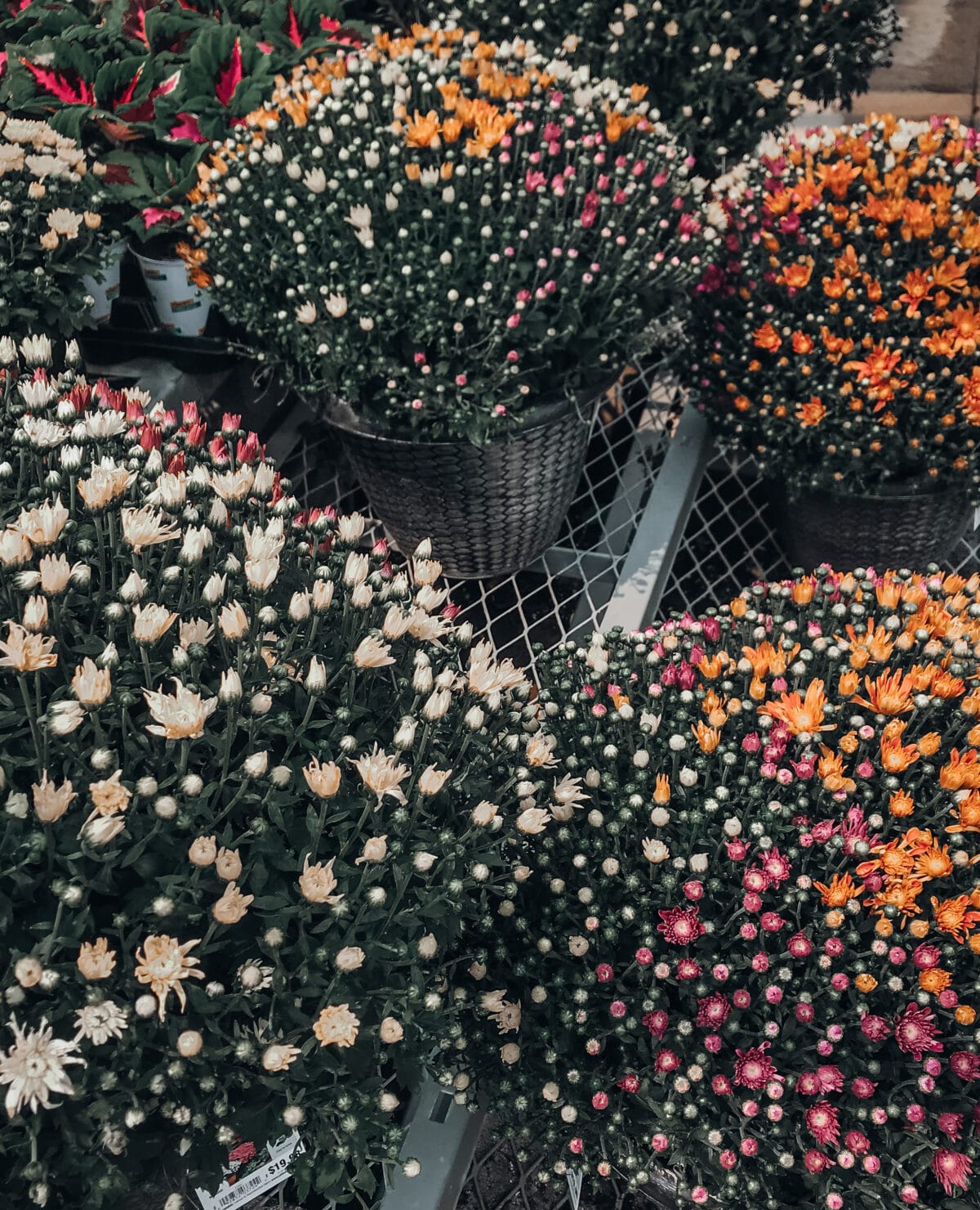 Chrysanthemum Care