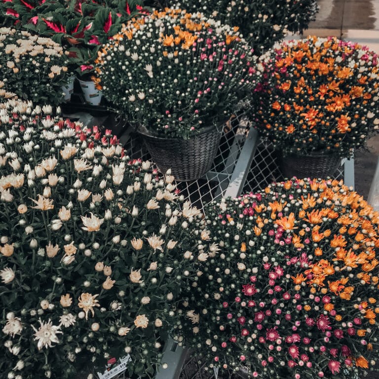 Chrysanthemums planted in plastic pots at the garden center. Flower blooms in orange, pink, and white.