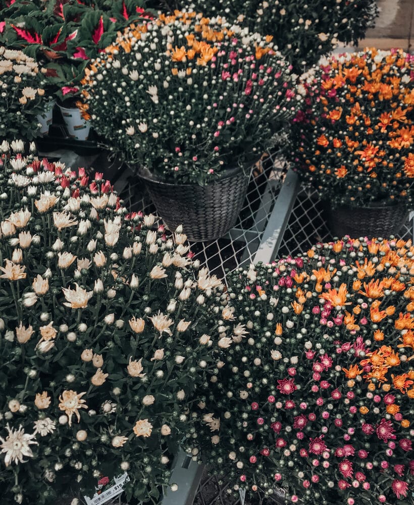 Chrysanthemum Care
