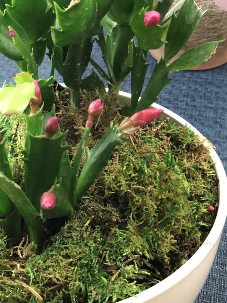 Pink Thanksgiving Cactus planted in white pot with soil and decorative moss.