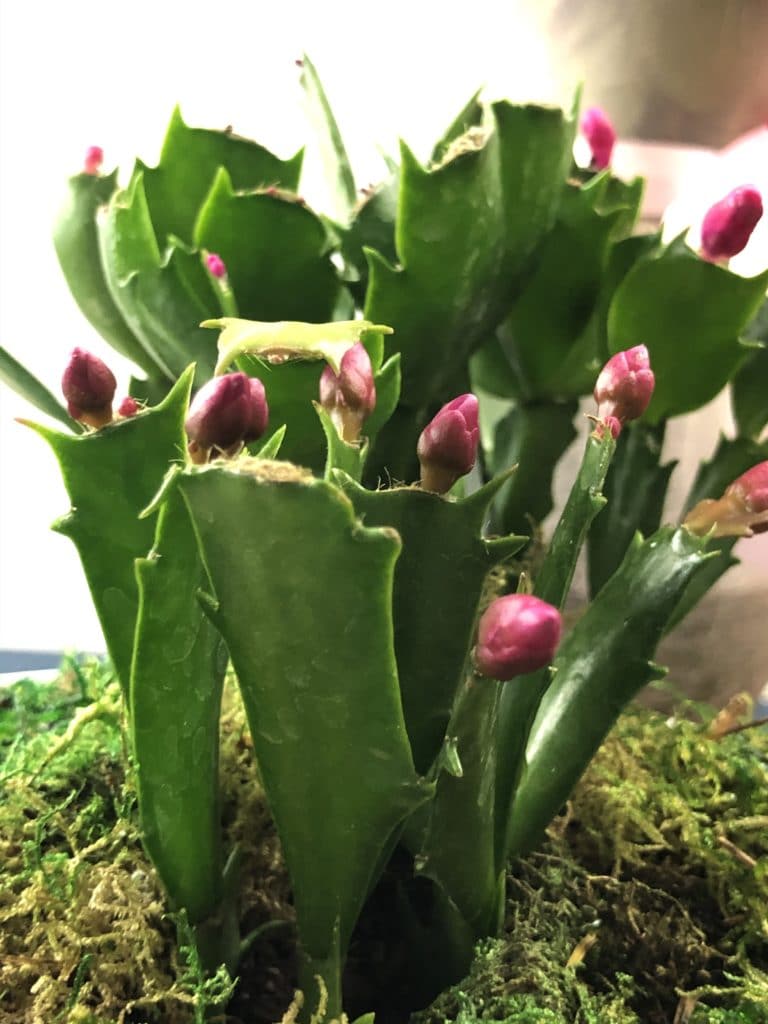 Pink buds have formed on the Thanksgiving Cactus and are getting ready to bloom on top of the green cactus.