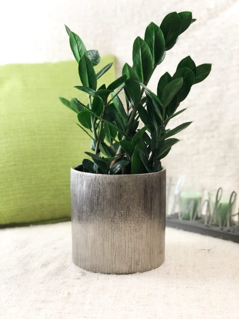 Green ZZ Plant in silver pot. The indoor succulent plant features large, oval-shaped leaves on thick green stems. 