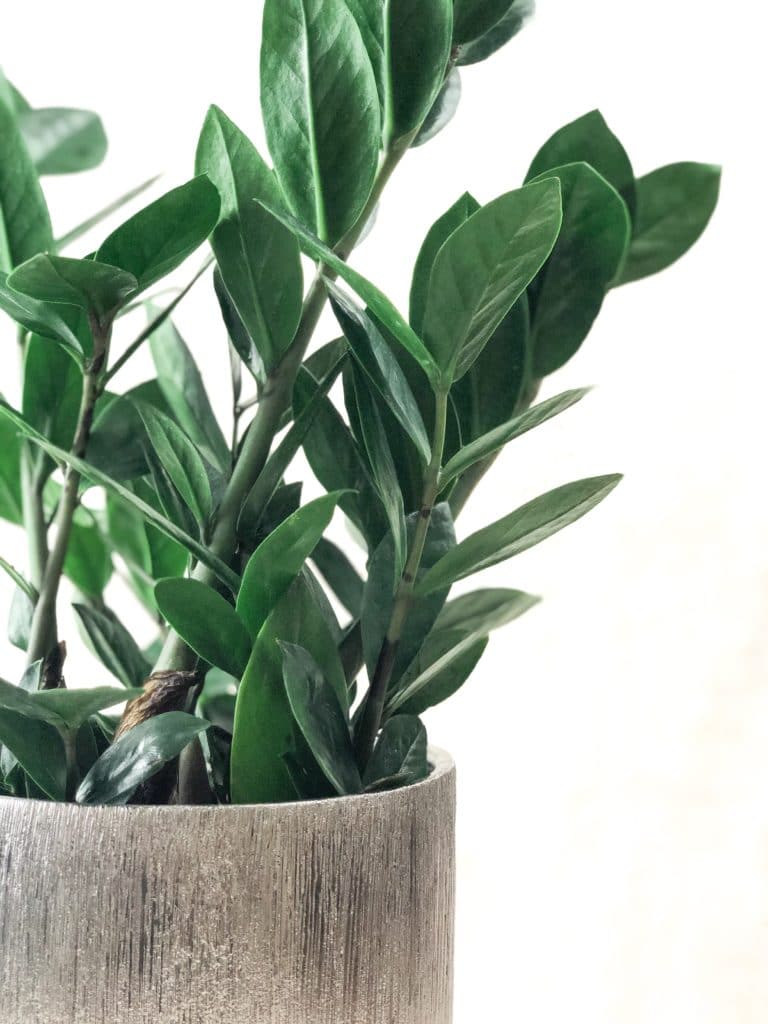 Green, glossy ZZ plants are some of the easiest plants to grow indoors!