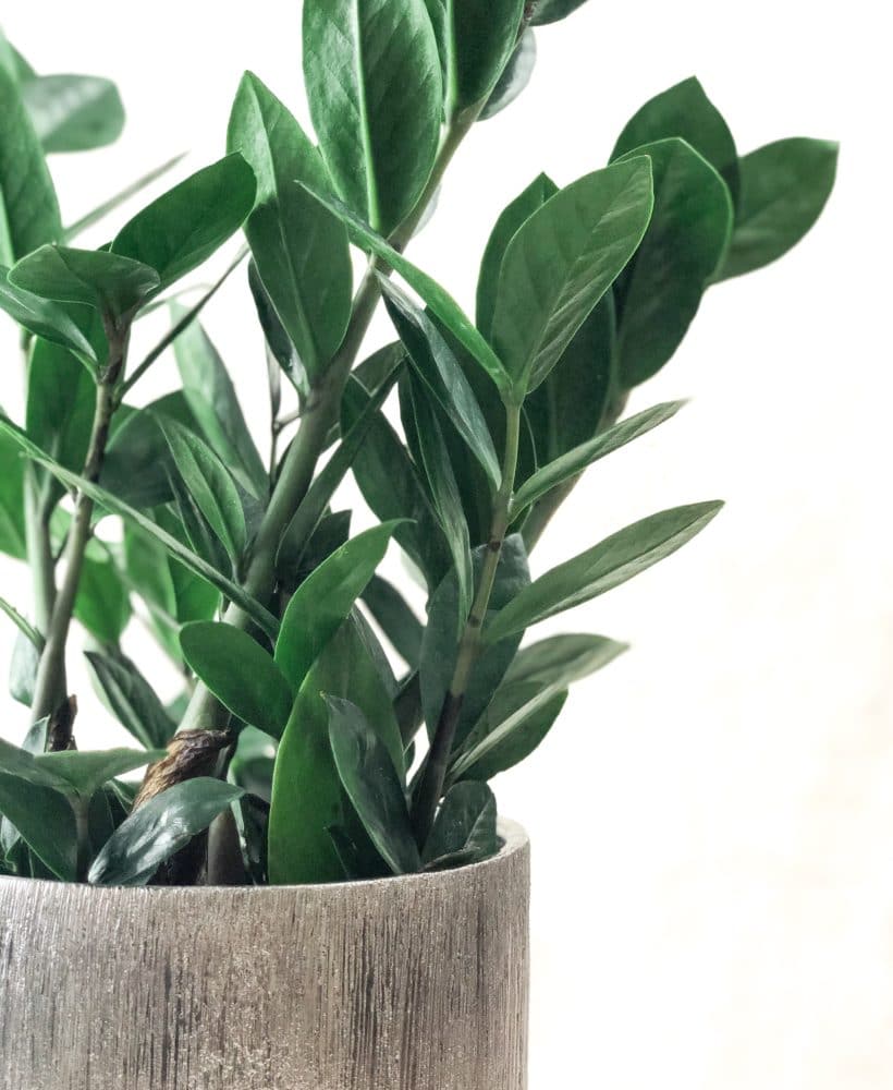 Learn how to care for an indoor ZZ plant.