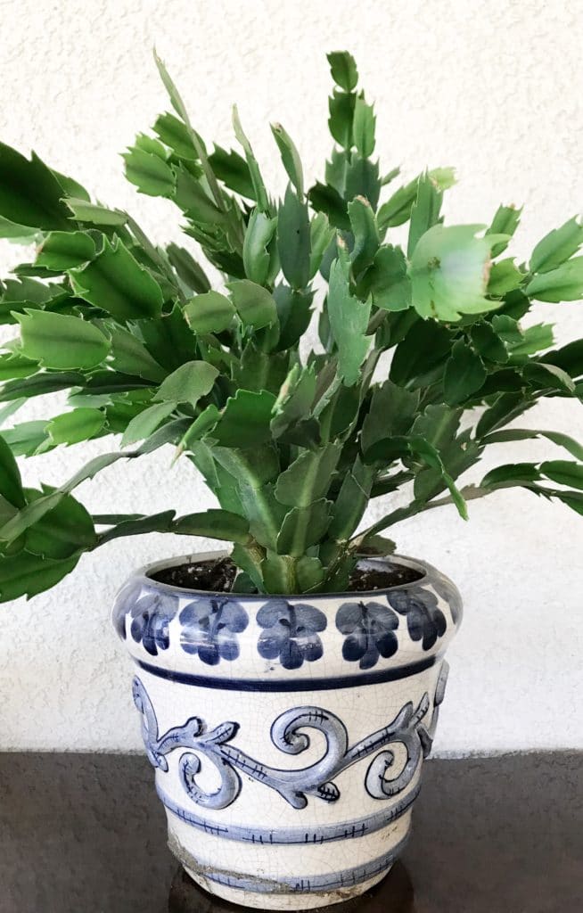 A green Thanksgiving Cactus planted in a white and blue decorative planter.