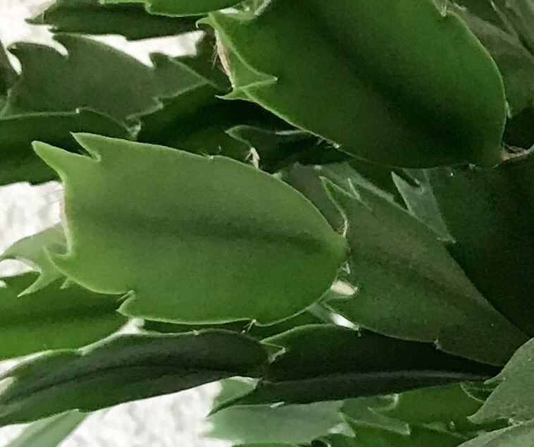 Sharp leaf ends on a Thanksgiving Cactus.