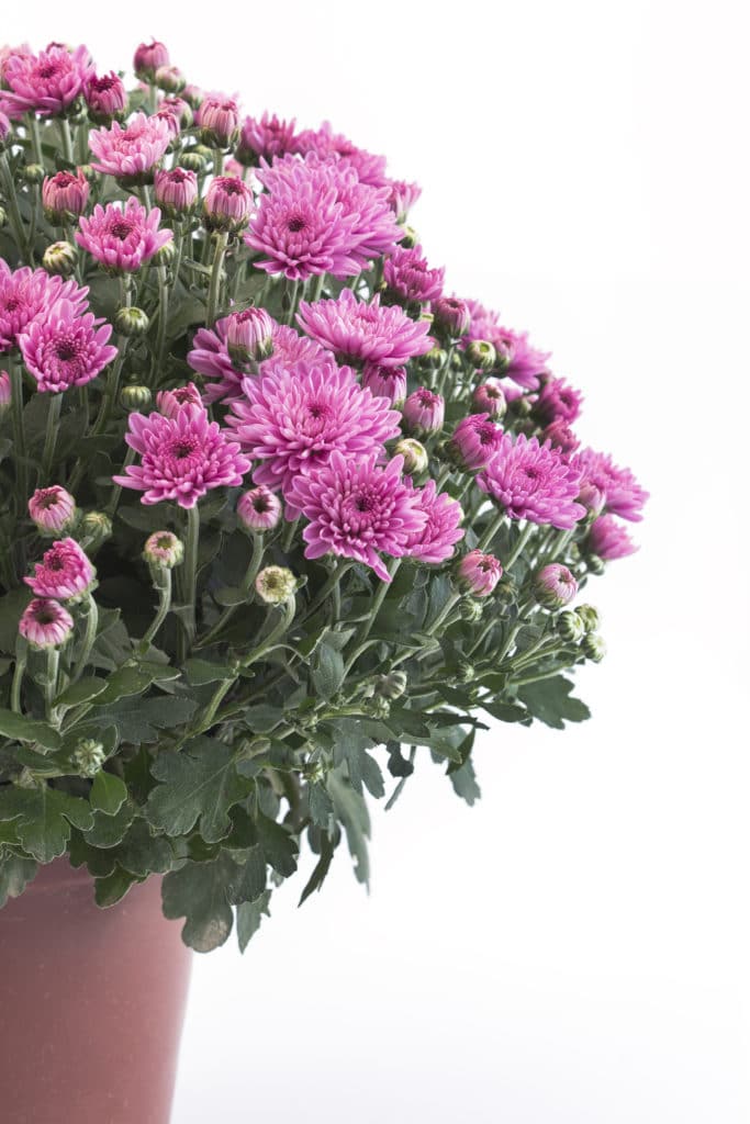 Purple-pink potted mums in brown plastic pot.